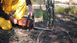 Best Tree Mulching  in Robinwood, MD