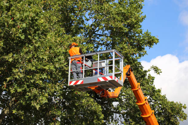 How Our Tree Care Process Works  in  Robinwood, MD