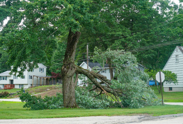 Reliable Robinwood, MD Tree Removal Solutions