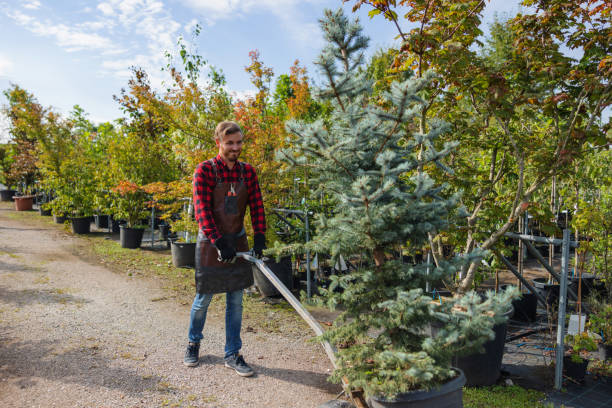 Best Fruit Tree Pruning  in Robinwood, MD