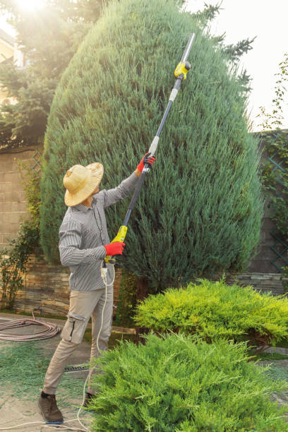 Best Arborist Consultation Services  in Robinwood, MD