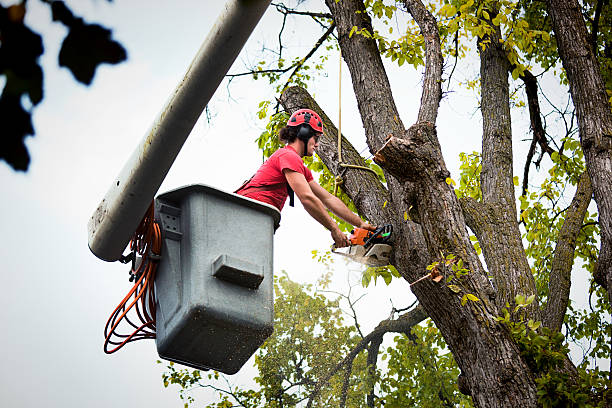Best Tree Disease Treatment  in Robinwood, MD