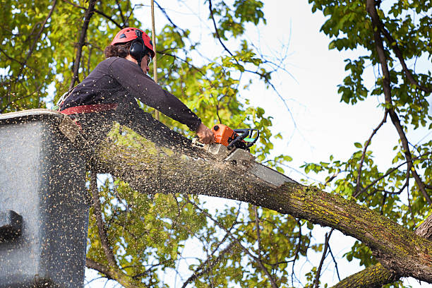 Best Lawn Maintenance Plans  in Robinwood, MD